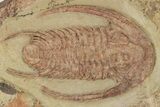 Pair Of Early Cambrian Trilobites (Perrector) - Tazemmourt, Morocco #209718-2